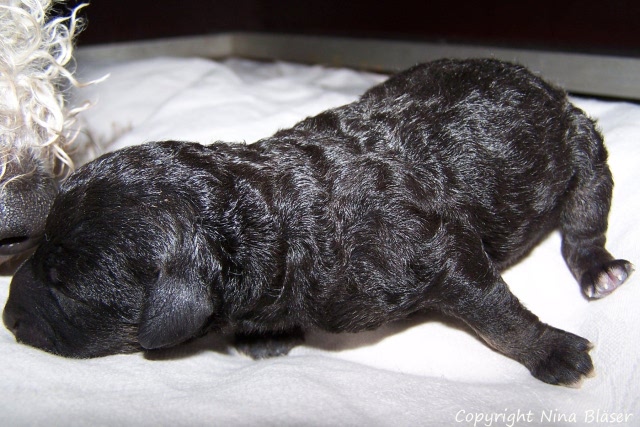 Ruede - Male 12012008 (5).JPG